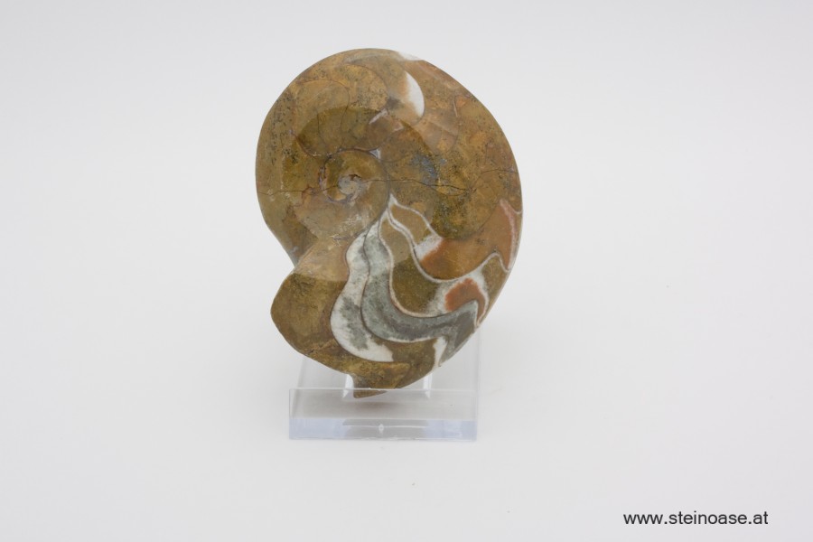 Ammonite  poliert